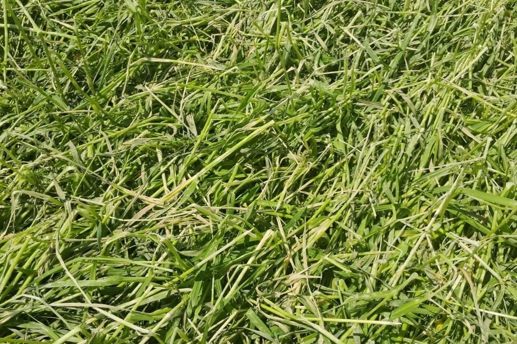 Akyaka’da dolu yağışı tarım arazilerini vurdu: Hasar tespit çalışmaları sürüyor