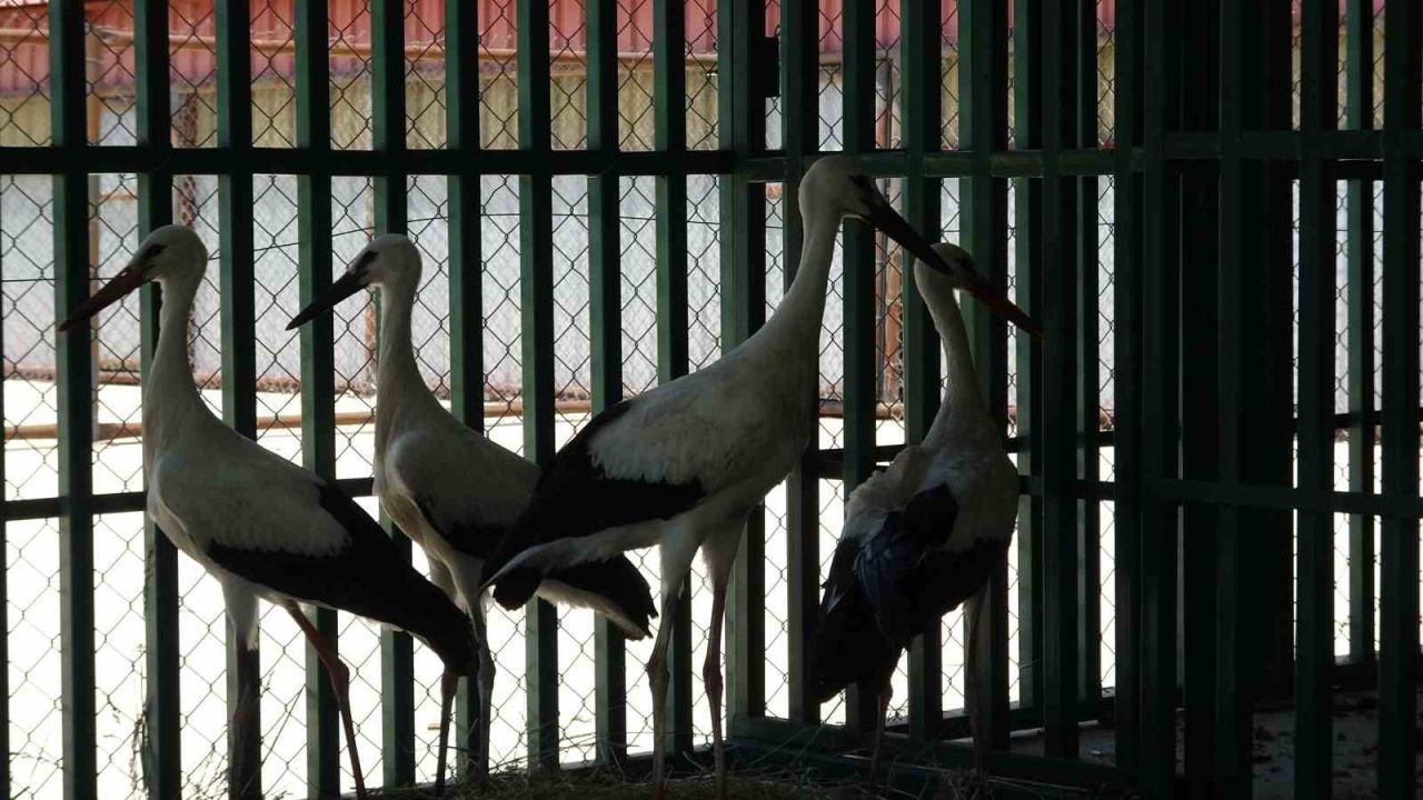 Yaban hayvanlarının ’kreş’ dönemi tamamlandı: Öksüz yavrular rehabilitasyonun ardından doğaya bırakıldı
