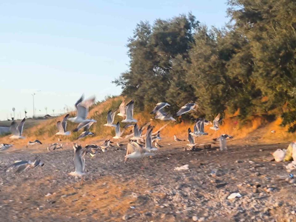 Van Tuşba'da mavi bayraklı sahilde ’siyah’ alarm