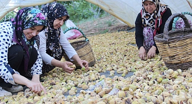 İncirin bahçeden sofraya yolculuğu