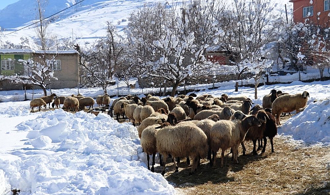 Besicilerin zorlu kış mesaisi başladı