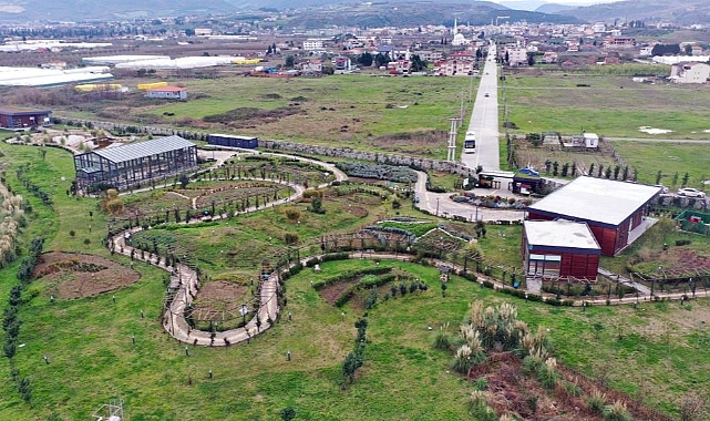 Tıbbı Aromatik Bitkiler Bahçesi’nde ıtır hasadı başladı