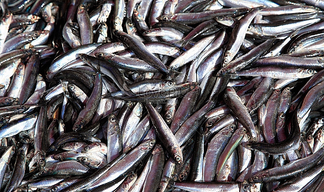 Filipinler'de Milyonlarca Sardalya Yağmuru!