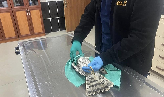 Güçten düşen atmaca duyarlı vatandaşlar tarafından bulundu