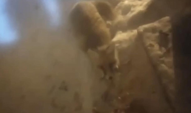 Yiyecek bulamayan tilkiler kapılara dadandı