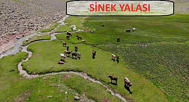 Ağrı Büyükbaş Hayvancılığın Cazibe Merkezi