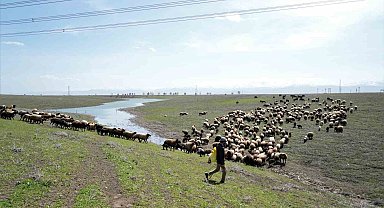 Baharın habercisi kuzu ve oğlak sesleri Muş Ovasını şenlendirdi