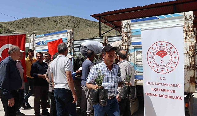 Erzurum'da çiftçiye 1300 zeytin fidanı