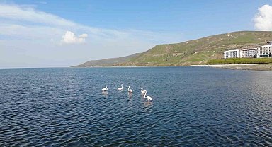 Tatvan'da flamingolar görsel şölen oluşturdu