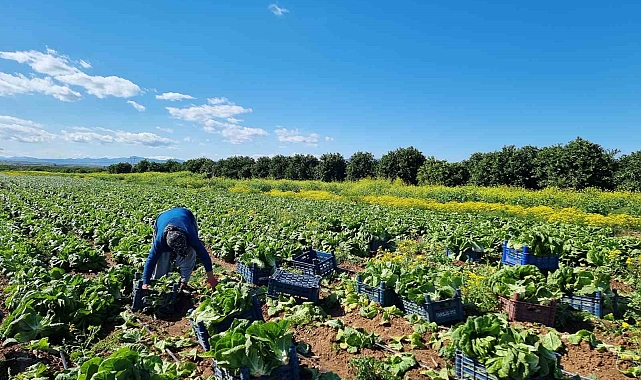 Türkiye İstatistik Kurumu tarımda üretici enflasyonu martta yüzde 61,87 oldu