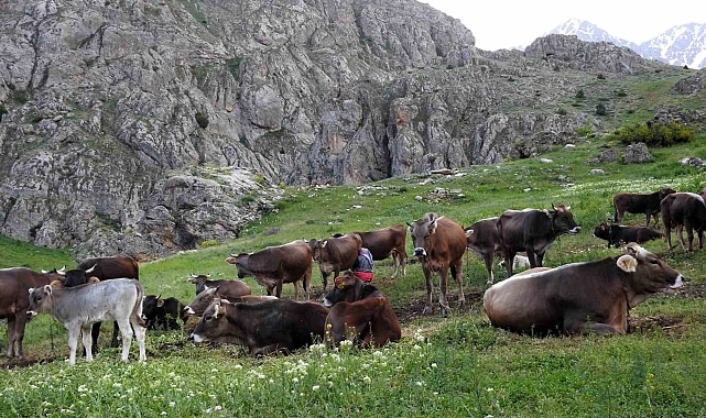 İnek sürüsü ve Dağ keçileriyle bir arada