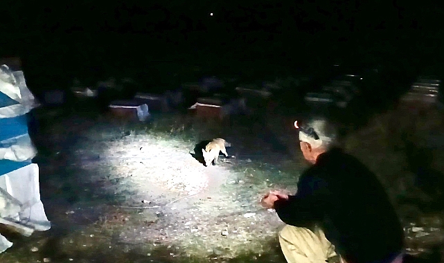 Ağrı'da arıcılık yapan emekli polis, her akşam yanına gelen tilkileri elleriyle besliyor