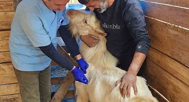 Söke’de küçükbaş hayvanlara veba aşısı yapıldı