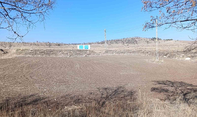 Başıboş köpekler sürüden ayrılan koyunlara saldırdı