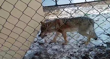 Duyarlı vatandaşların bulduğu yarlı kurt tedavisi tamamlanarak doğaya bırakıldı.