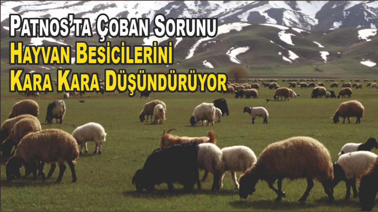 Çoban Yokluğu Patnos Besiciliğini Tehdit Ediyor