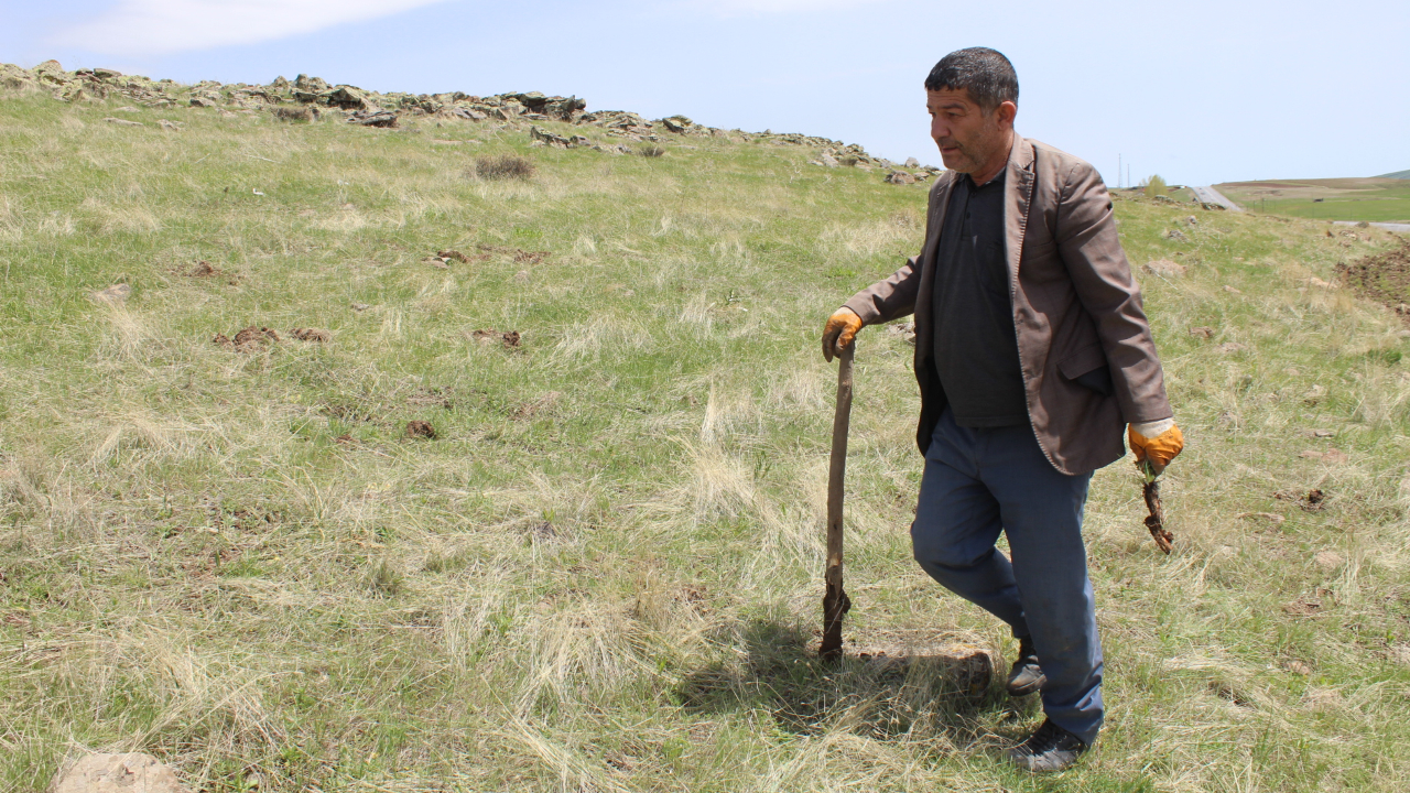 Patnos’un Yaylalarında Şifa Kaynağı: Kenger Otu