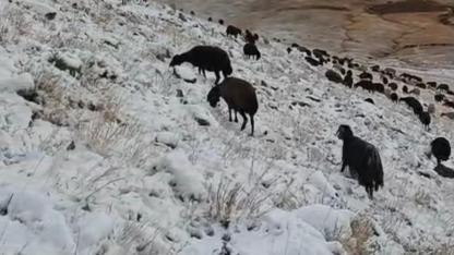 (Videolu Haber) Ağrı’da Havalar Yeniden Soğudu, Yüksek Kesimler Beyaza Büründü