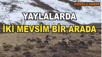 Kar Gecikti, Yaylada Otlatma Devam Ediyor