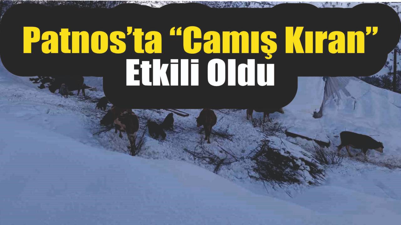 Patnos’ta “Camış Kıran” Etkili Oldu: Hayvanlar Telef Oldu
