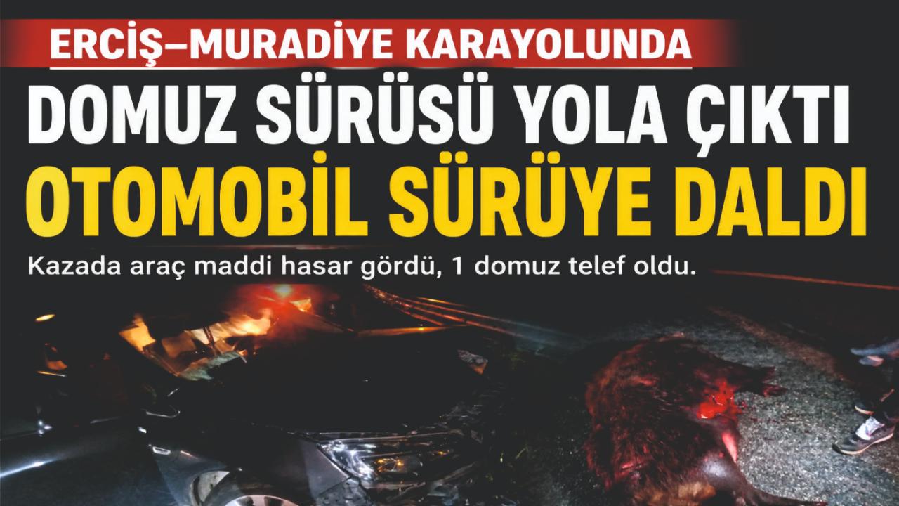 Erciş-Muradiye Yolunda Domuz Sürüsüne Çarpan Araç Hasar Gördü