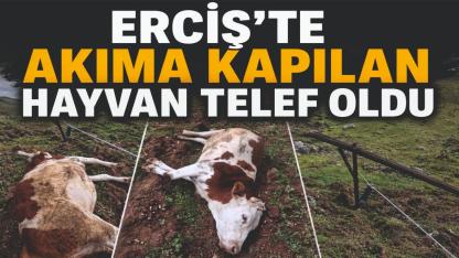 Erciş’te Akıma Kapılan Hayvan Telef Oldu