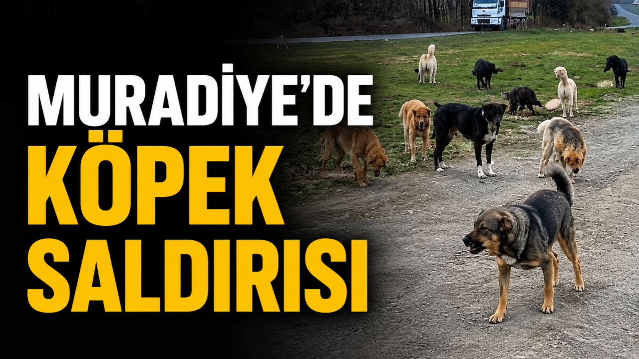 Muradiye’de Köpek Saldırısı