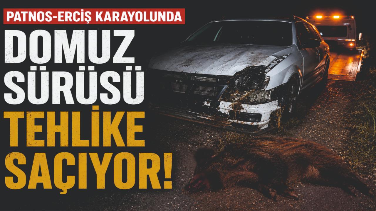 Patnos-Erciş Karayolunda Domuz Sürüsü Tehlikesi