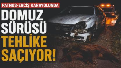 Patnos-Erciş Karayolunda Domuz Sürüsü Tehlikesi