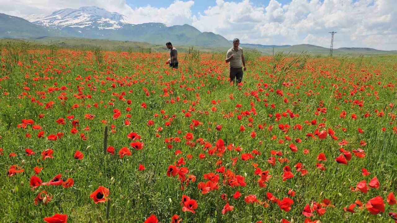 Adilcevaz'da gelincik ve karın büyüleyici buluşması
