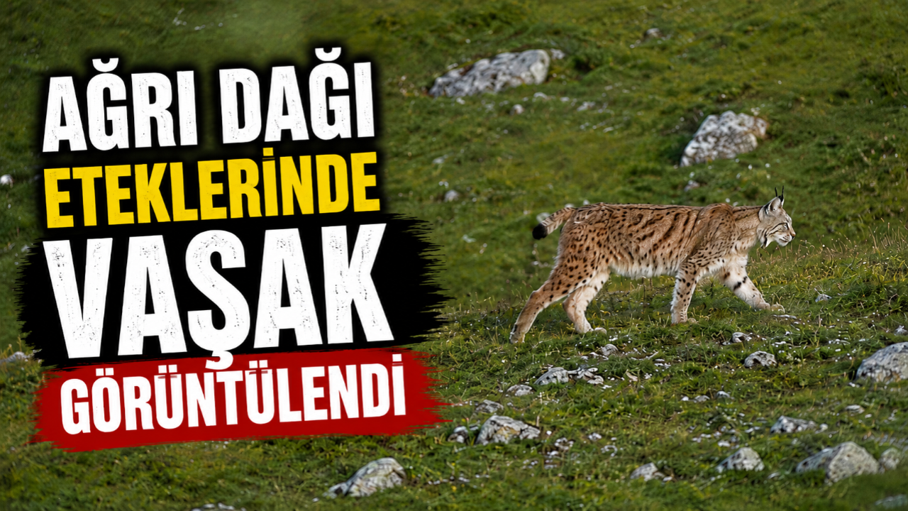 Ağrı Dağı Eteklerinde Vaşak Görüntülendi
