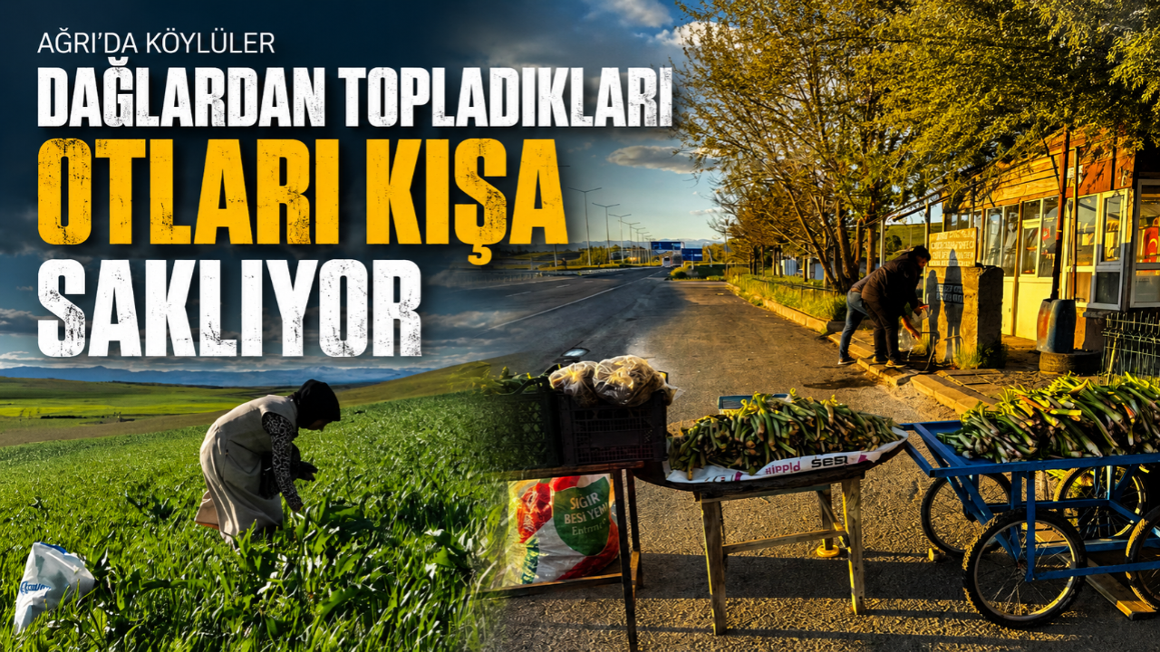 Ağrı’da köylüler dağlardan topladıkları otları kışa saklıyor