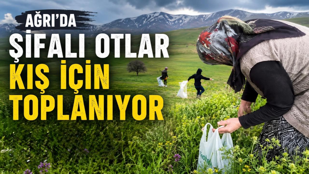 Ağrı’da şifalı otlar kış için toplanıyor
