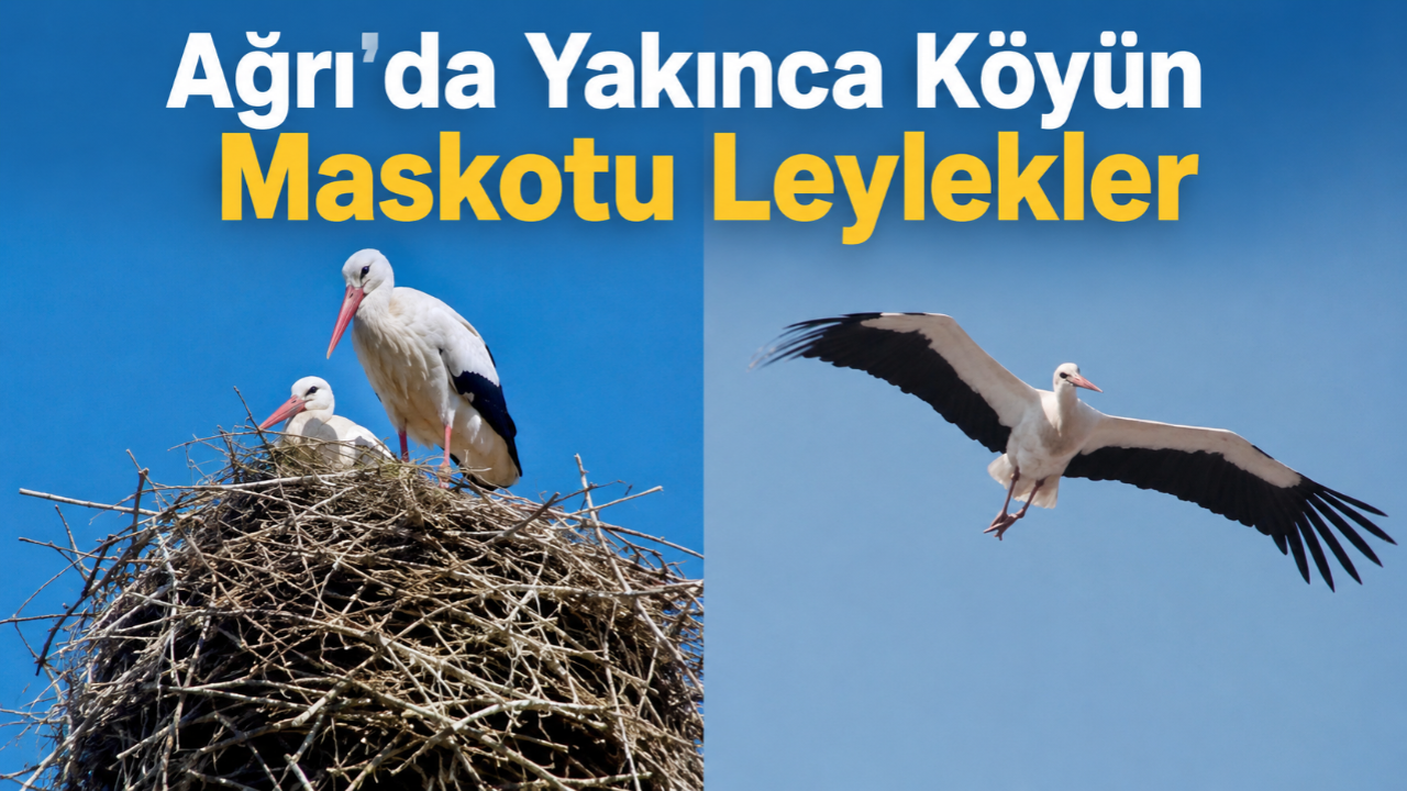 Ağrı’da Yakınca Köyünün Maskotu Leylekler