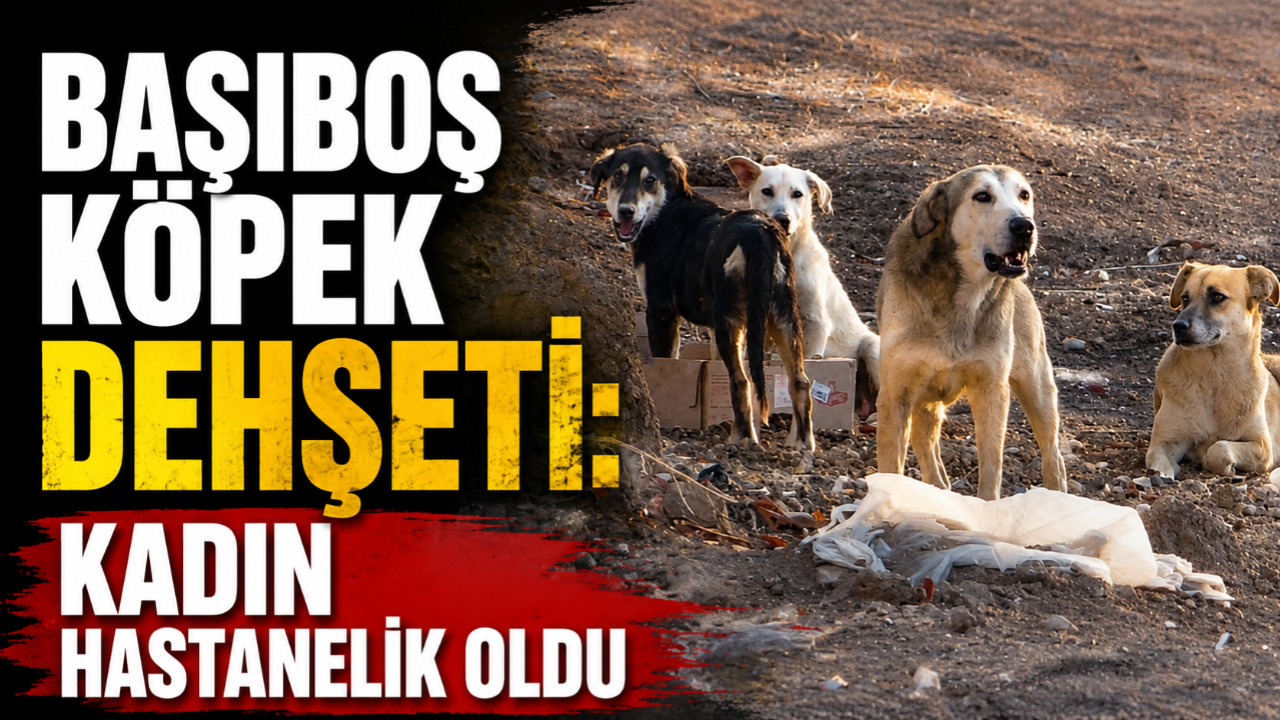 Başıboş Köpek Dehşeti: Kadın Hastanelik Oldu