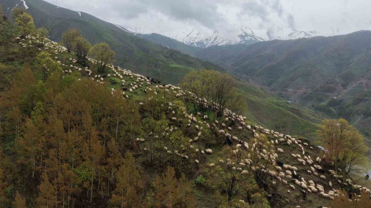 Besiciler yayla yolculuğuna başladı