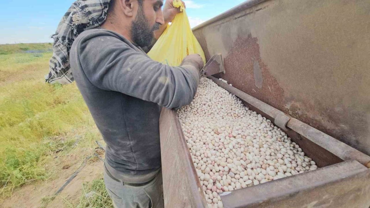 Bitlis'in Adilcevaz ilçesinde fasulye ekimi başladı