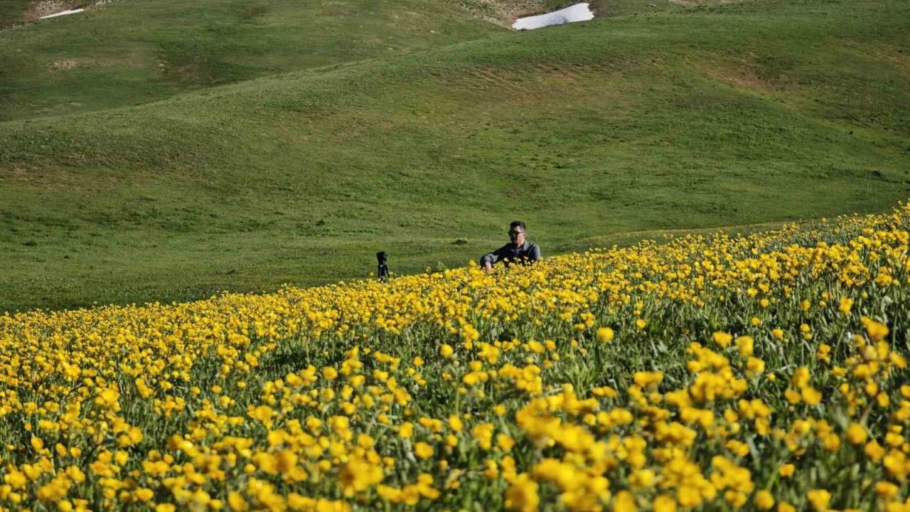 Bitlis'in Sütey Yaylası sarı düğün çiçekleriyle renklendi