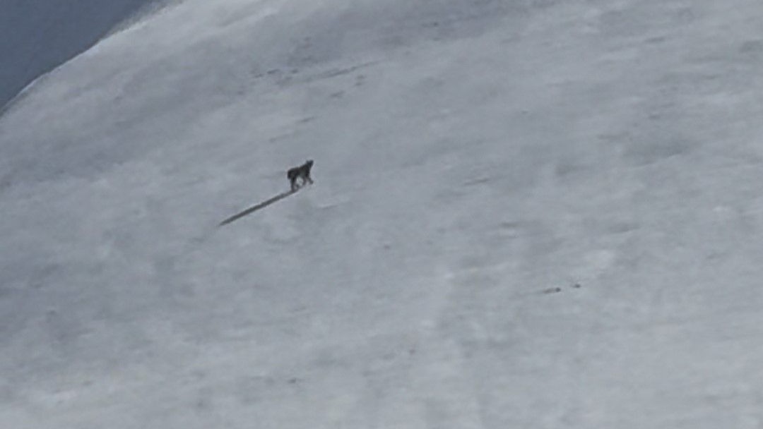 Bitlis'in Tatvan içesinde nesli tehlike altında olan vaşak görüntülendi
