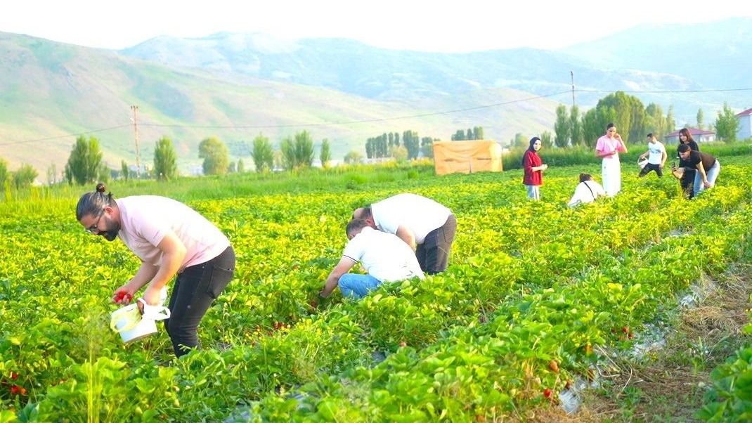 Çilek tarlasında yemek serbest, götürmek ücretli