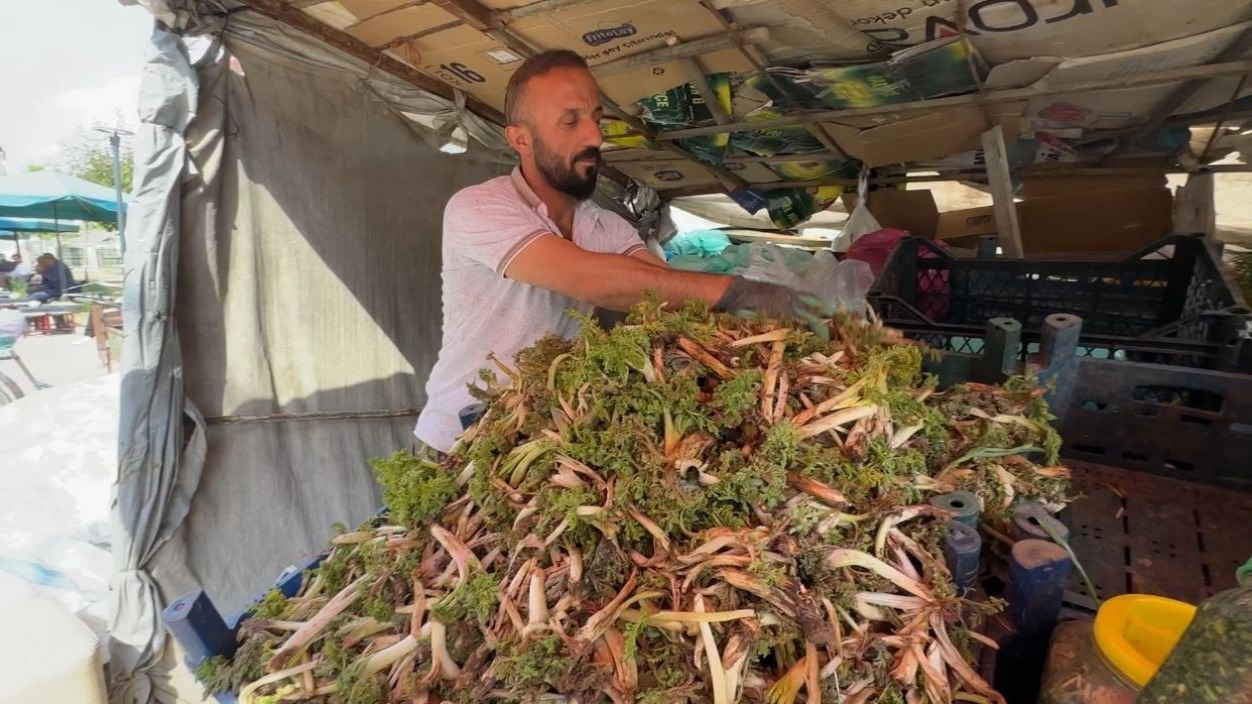 Dağlarda yetişen şifalı otlar vatandaşın geçim kapısı oldu