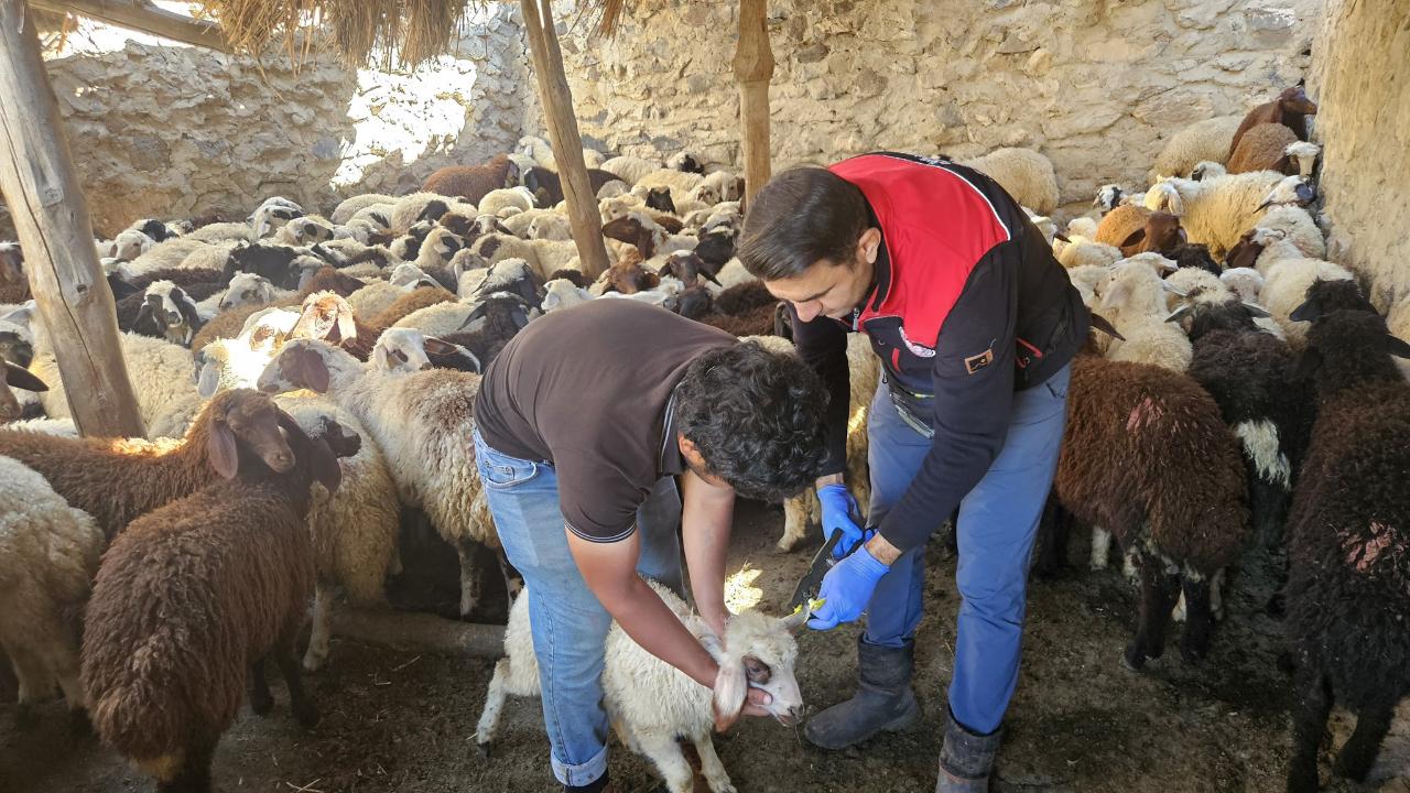 Diyadin’de küçükbaş hayvanlar kayıt altına alınıyor