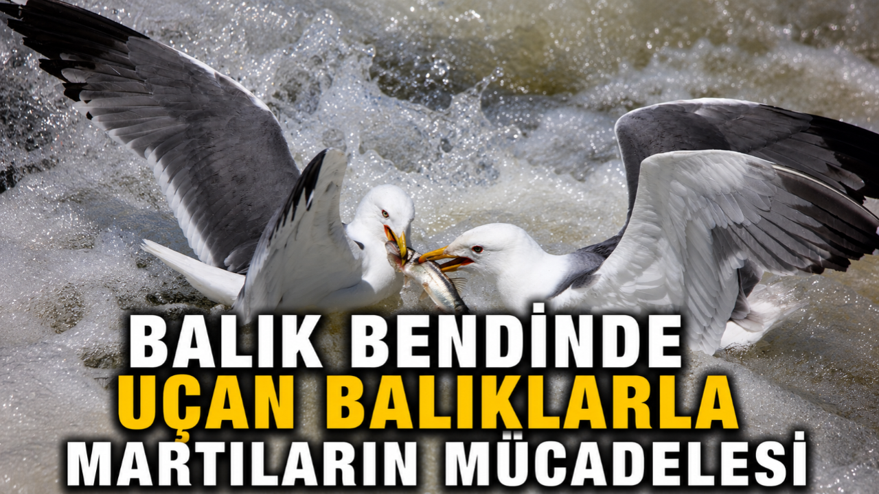 Erciş Balık Bendi Profesyonel Fotoğrafçıları Ağırladı
