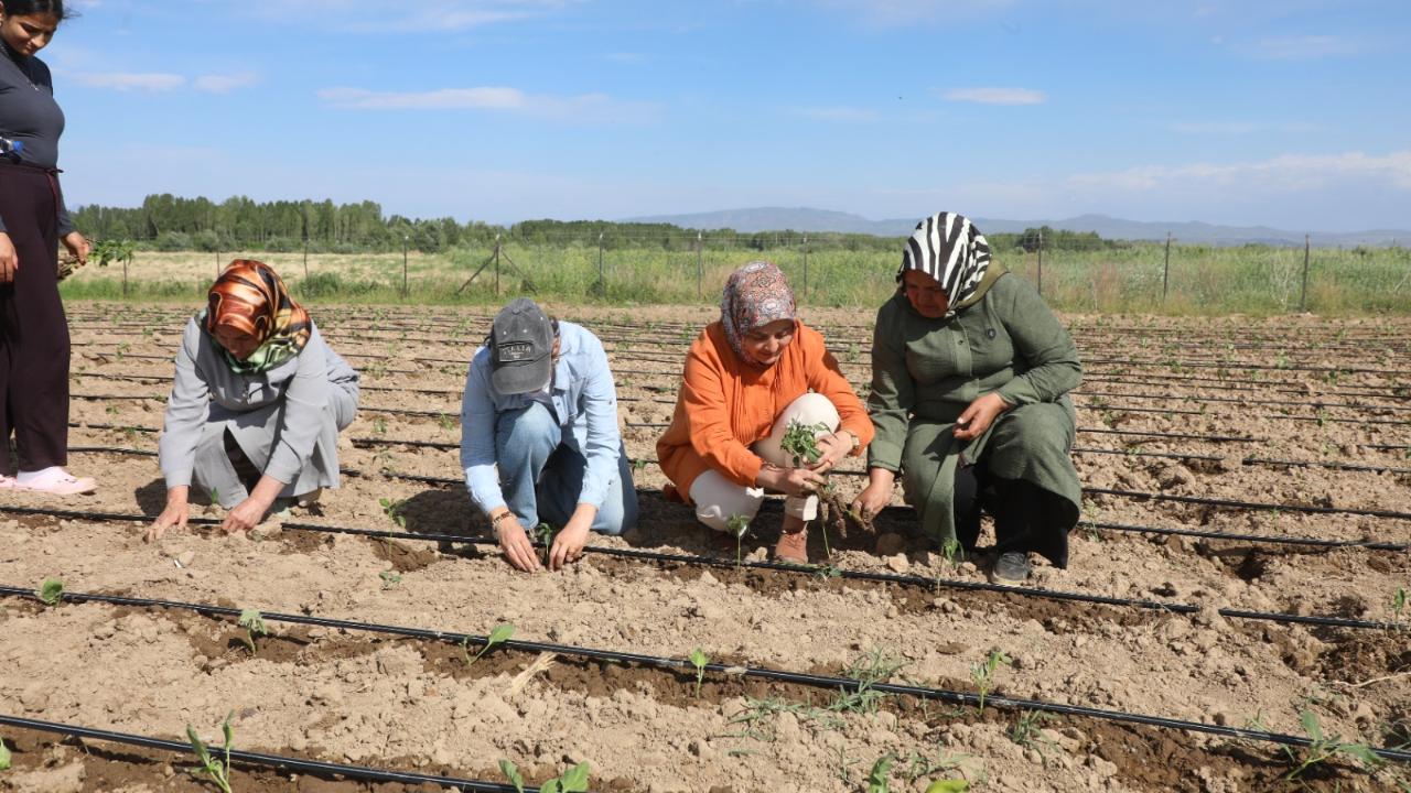 Erciş Belediyesi Destekli "Kadın Kent Bostanı" İkinci Yılında Fide Ekimini Yaptı