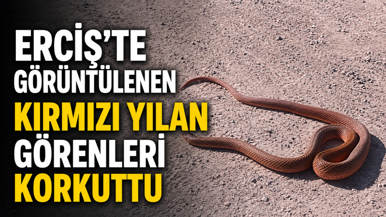 Erciş'te Çiftçi Tarlaya Giderken Dev Yılanla Karşılaştı