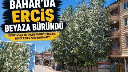 Erciş’te Kavak Polenleri Hayatı Olumsuz Etkilemeye Başladı