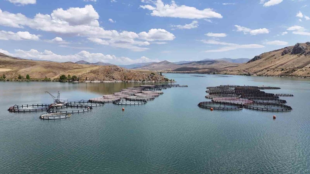 Erzincan Tercan Baraj Gölü’nde yetiştirilen alabalıklar ihracata uzanıyor