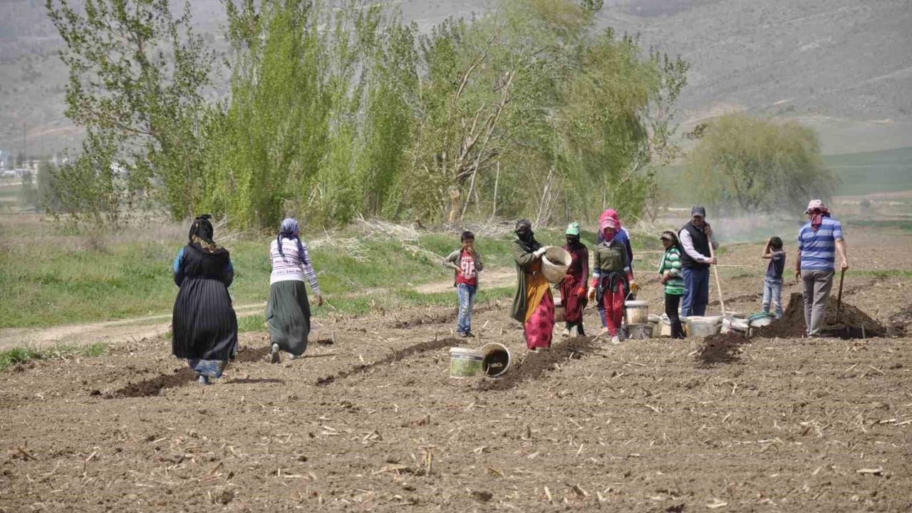 Erzincan’da mevsimlik işçilerin zorlu mesaisi başladı