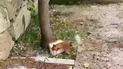 Erzurum Tortum'da sincap ile vatandaşın diyaloğu gülümsetti