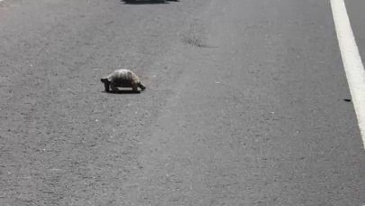 Erzurum'un Hınıs ilçesinde polis memuru kaplumbağa için trafiği durdurdu